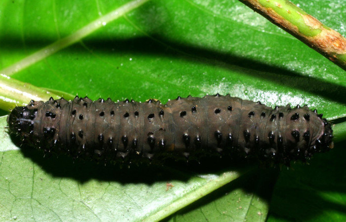 Figura 6. Larva <i>Homidiana</i> Janzen02 (Sematuridae), en último estadío (U), vista dorsal, localidad Sendero Arenales, Sector Cacao ACG (1080m). Voucher: 08-SRNP-36575-DHJ441664.jpg.