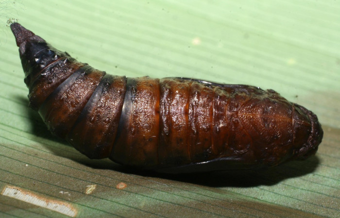 Figura 8. Pupa de <i>Homidiana</i> Janzen02 (Sematuridae), mostrando parte dorsal, localidad Sendero Arenales, Sector Cacao ACG (1080m). Voucher: 08-SRNP-36575-DHJ446368.jpg.