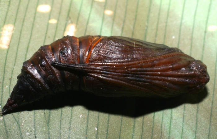 Figura 7. Pupa de <i>Homidiana</i> Janzen02 (Sematuridae), mostrando parte dorsal, localidad Sendero Arenales, Sector Cacao ACG (1080m). Voucher: 08-SRNP-36575-DHJ446369.jpg.