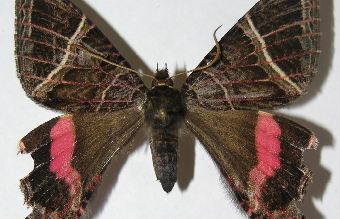 Figura 9. Adulto de <i>Homidiana</i> Janzen02 (Sematuridae), vista dorsal, localidad Sendero Arenales, Sector Cacao ACG (1080m). Voucher: 08-SRNP-36575-DHJ501496.jpg.