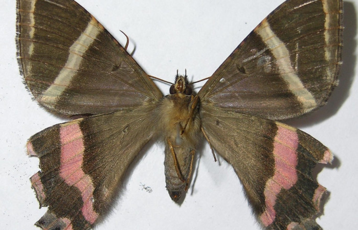 Figura 10. Adulto de <i>Homidiana</i> Janzen02 (Sematuridae), vista dorsal, localidad Sendero Arenales, Sector Cacao ACG (1080m). Voucher: 08-SRNP-36575-DHJ501497.jpg.