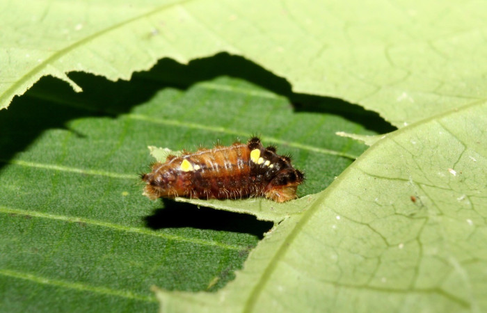 Fig.1. Larva de <i>Pampa</i> Janzen03 en posición lateral. Voucher : 12-SRNP-70300-DHJ494986.jpg.