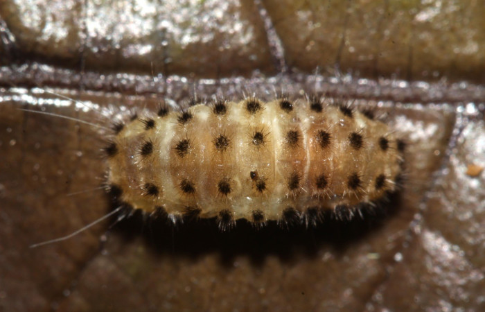 Fig.10.Momia parásito en larva de <i>Pampa</i> Janzen04 en posición dorsal. Voucher : 17-SRNP-32214-DHJ740403.jpg.