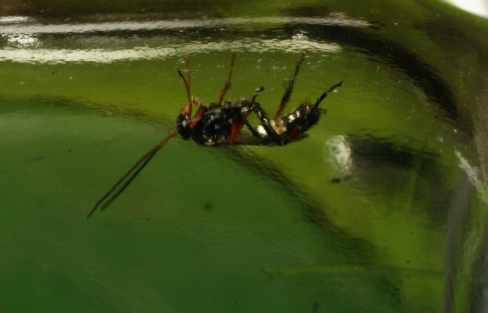 Fig.11. Mostrando avispa <i>Microcharops</i> Janzen29 en larva de <i>Pampa</i> Janzen04. Voucher : 08-SRNP-32400-DHJ446046.jpg.