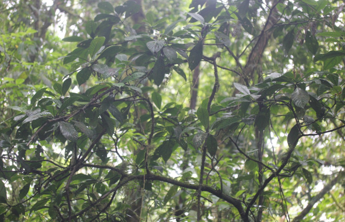 Fig.12.Planta hospedera de <i>Pampa</i> Janzen03. <i>Psychotria panamensis</i> (Rubiaceae). Estación Pitilla. Fotografía: Manuel Rios, 07 Marzo. 2026. 