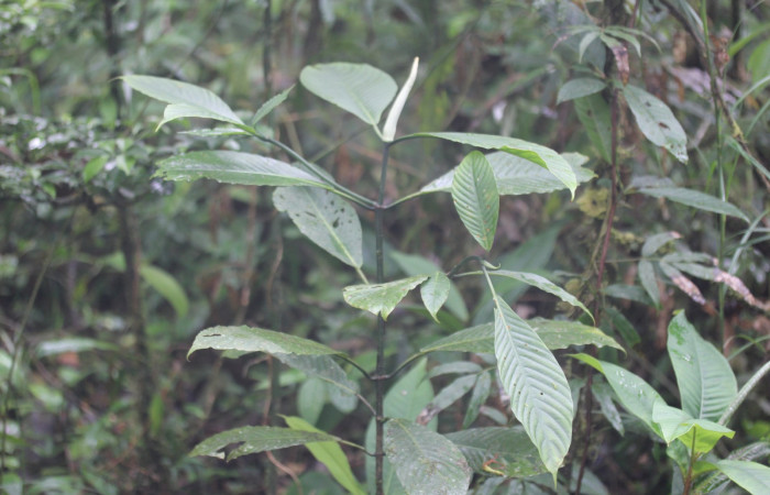 Fig.13.Planta hospedera de <i>Pampa</i> Janzen03. <i>Psychotria panamensis</i> (Rubiaceae). Estación Pitilla. Fotografía: Manuel Rios, 07 Marzo. 2026. 