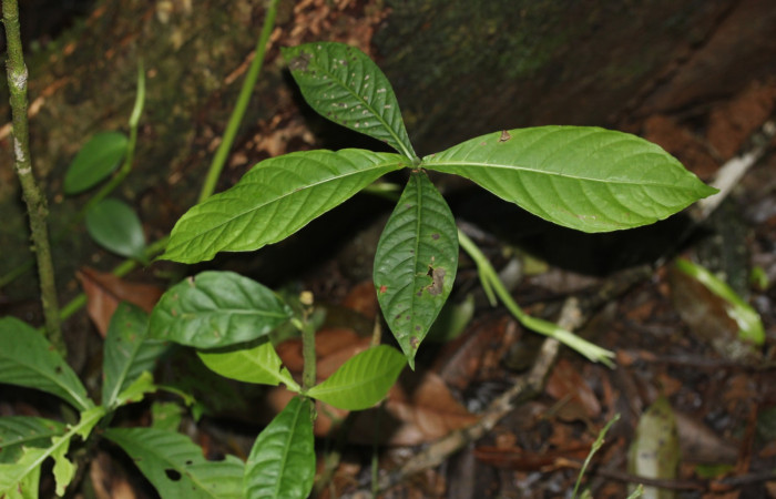 Fig.14.Plantulitas hospedera de <i>Pampa</i> Janzen03. <i>Psychotria lamarinensis</i> (Rubiaceae). Estación Pitilla. Fotografía: Manuel Rios, 07 Marzo. 2026. 