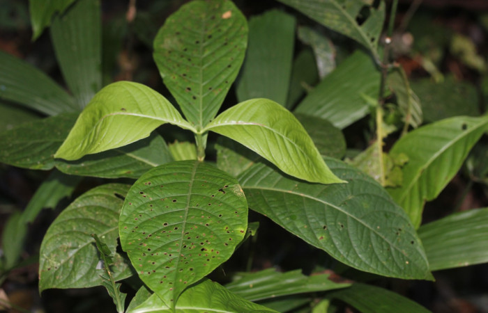 Fig.15.Planta hospedera de <i>Pampa</i> Janzen03. <i>Psychotria lamarinensis</i> (Rubiaceae). Estación Pitilla. Fotografía: Manuel Rios, 07 Marzo. 2026. 