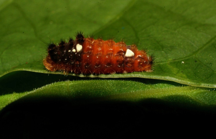 Fig.2.Larva de <i>Pampa</i> Janzen03 en posición lateral Voucher : 08-SRNP-32309-DHJ445997.jpg.