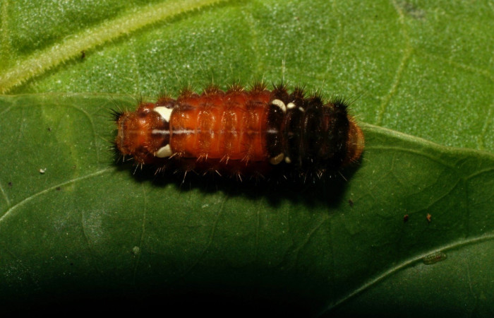 Fig.3.Larva de <i>Pampa</i> Janzen03 en posición dorsal. Voucher : 08-SRNP-32309-DHJ445996.jpg.