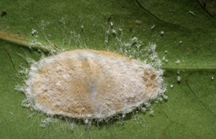 Fig.4. Mostrando capullo de <i>Pampa</i> Janzen03 en posición lateral. Voucher : 07-SRNP-30371-DHJ418506.jpg.