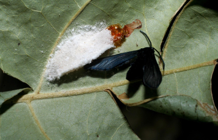 Fig.5. Mostrando adulto de <i>Pampa</i> Janzen03. Voucher : 08-SRNP-32311-DHJ449049.jpg.