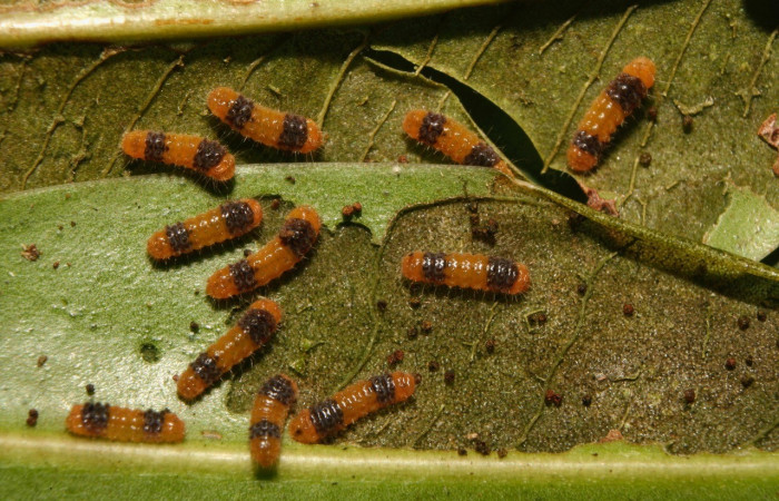 Fig.6. Larvas de <i>Pampa</i> Janzen04 en posición dorsal. Voucher : 14-SRNP-70490-DHJ722166.jpg.