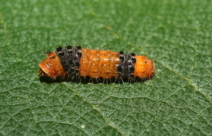 Fig.7. Larva de <i>Pampa</i> Janzen04 en posición lateral. Voucher :12-SRNP-71900-DHJ495627.jpg.