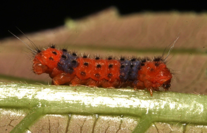 Fig.8. Larva de <i>Pampa</i> Janzen04 en posición lateral. Voucher : 14-SRNP-44236-DHJ724197.jpg.