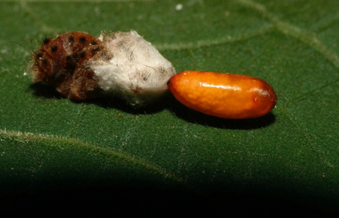 Fig.9. Pupario de Tachinidae (mosca); en prepupa de <i>Pampa</i> Janzen04.  Voucher : 08-SRNP-32396-DHJ446041.jpg.