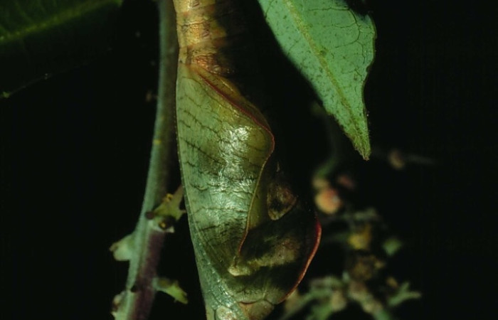 Fig. 10  pupa <i>Eunica mygdonia</i> (Nymphalidae), vista dorsal. Tanquetas, Sector Santa Rosa, 675m. 82-SRNP-274-DHJ3989.jpg.