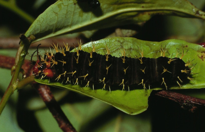 Fig. 14 Larva <i>Eunica monima</i> (Nymphalidae), vista lateral. Bosque San Emilio, Sector Santa Rosa, 300m. 82-SRNP-209-DHJ3741.jpg