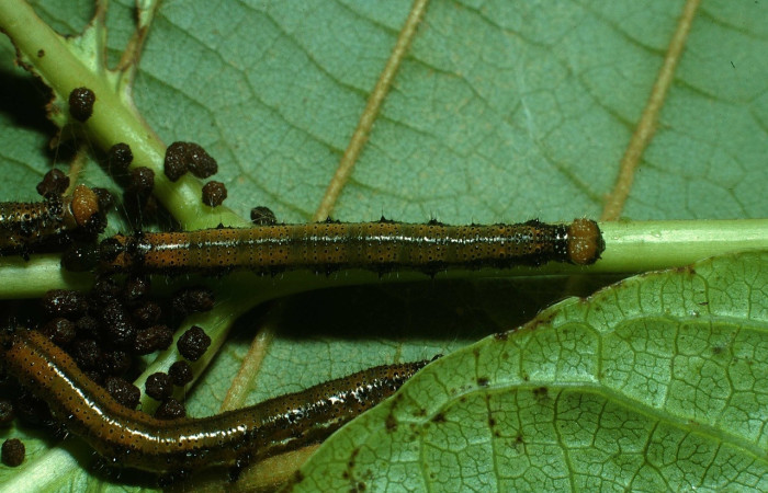 Fig. 13 Larva <i>Eunica monima</i> (Nymphalidae), vista lateral, Irigaray, Liberia 03-SRNP-26333-DHJ79459.jpg