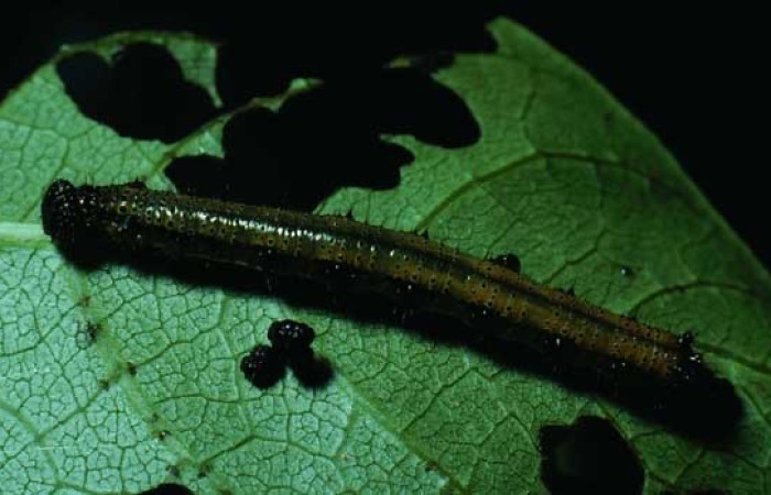 Fig. 14 Larva <i>Eunica monima</i> (Nymphalidae), vista lateral. Bosque San Emilio, Sector Santa Rosa, 300m. 82-SRNP-209-DHJ3741.jpg