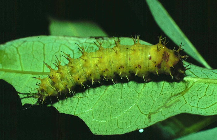 Fig. 15 Larva <i>Eunica</i> 81-SRNP-602 (Nymphalidae), vista dorsal, mide 26mm. Finca Jenny, Sector Santa Rosa, 675m. 81-SRNP-602-DHJ2763.jpg