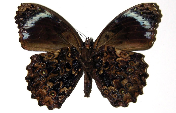 Fig. 17 Adulto <i>Eunica augusta</i> (Nymphalidae), vista ventral, hembra; mide 56mm. Area Administrativa, Sector Sector Santa Rosa, 675m. 94-SRNP-2832-DHJ34197.