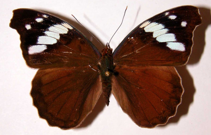 Fig. 18 Adulto <i>Eunica caresa</i> (Nymphalidae), vista dorsal, hembra; mide 58mm. Alacran, Sector Santa Rosa, 675m. 92-SRNP-2478-DHJ342076.
