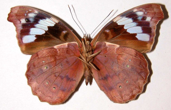 Fig. 19 Adulto <i>Eunica caresa</i> (Nymphalidae), vista ventral, hembra; mide 58mm. Alacran, Sector Santa Rosa, 675m. 92-SRNP-2478-DHJ34207.