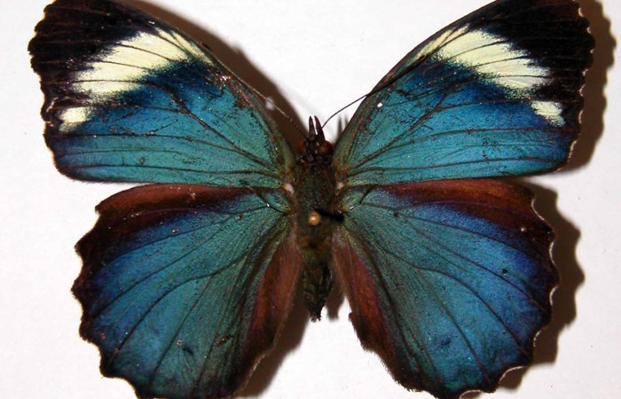 Fig. 1 Adulto <i>Eunica augusta</i> (Nymphalidae), vista dorsal, hembra; mide 56mm. Area Ad, Sector SAnta Rosa,  675.m 94-SRNP-2832-DHJ34196.