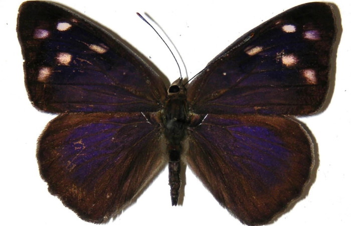 Fig. 20 Adulto <i>Eunica monima</i> (Nymphalidae), vista dorsal, hembra; mide 42mm. Sendero Mora, Sector Mundo Nuevo, 480m. 05-SRNP-56676-DHJ309454.