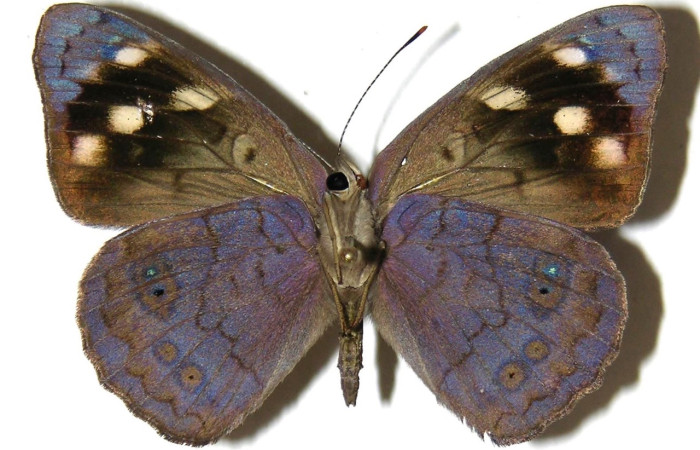 Fig. 21 Adulto <i>Eunica monima</i> (Nymphalidae), vista ventral, hembra; mide 42mm. Sendero Mora, Sector Mundo Nuevo, 480m. 05-SRNP-56676-DHJ309455.