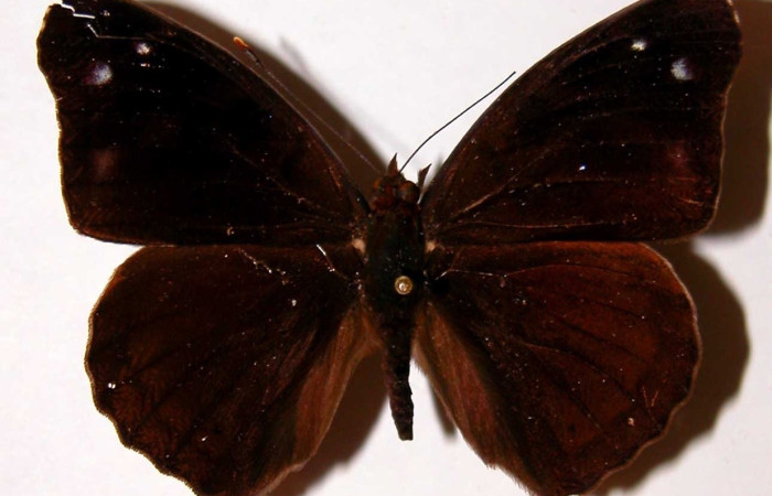 Fig. 22 Adulto <i>Eunica omoa</i> (Nymphalidae), vista dorsal, hembra; mide 42mm. Tanquetas, Sector Santa Rosa , 675m. 82-SRNP-274-DHJ34204.Fig. 23 Adulto <i>Eunica omoa</i> (Nymphalidae), vista ventral, hembra; mide 42mm. Tanquetas, Sector Santa Rosa , 675m. 82-SRNP-274-DHJ34205.