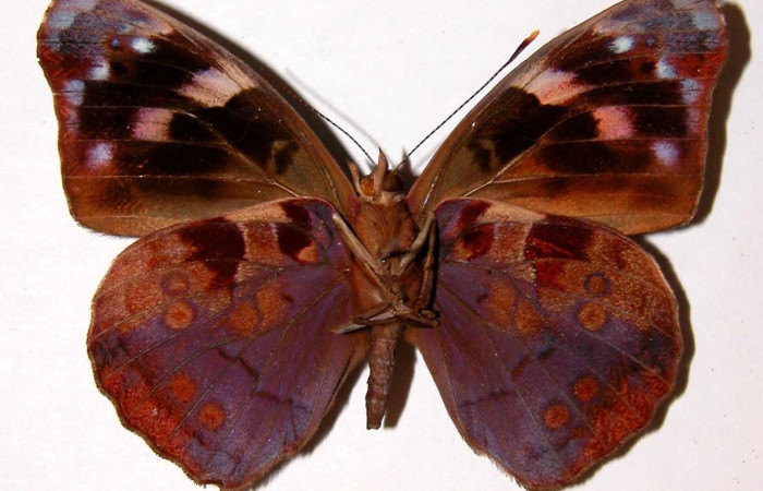 Fig. 23 Adulto <i>Eunica omoa</i> (Nymphalidae), vista ventral, hembra; mide 42mm. Tanquetas, Sector Santa Rosa , 675m. 82-SRNP-274-DHJ34205.