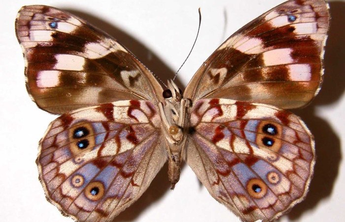 Fig. 25 Adulto <i>Eunica albida</i> (Nymphalidae), vista ventral, hembra; mide 54mm.Alacran, Sector Santa Rosa, 675m. 92-SRNP-2446-DHJ34201.