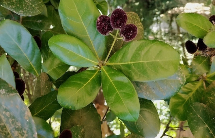 Fig. 26 Planta <i>Sloanea terniflora</i> (Elaeocarpaceae), hospedera de larva <i>Eunica augusta</i> fot. Roster M.Fig. 26 Planta <i>Sloanea terniflora</i> (Elaeocarpaceae), hospedera de larva <i>Eunica augusta</i> fot. Roster M.