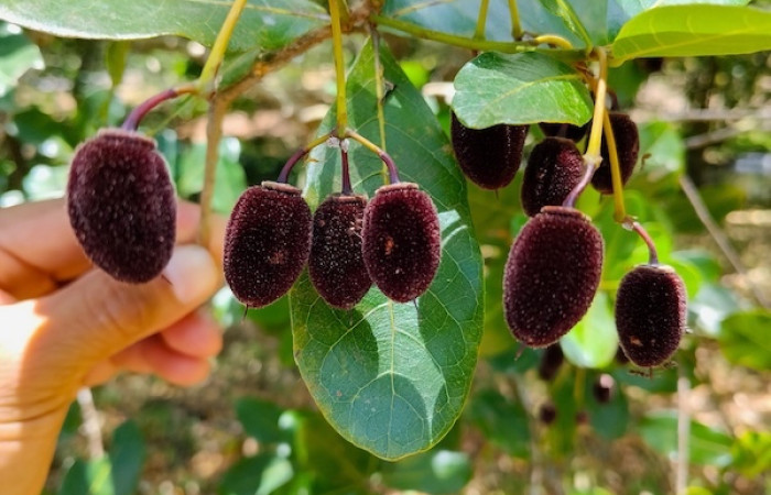 Fig. 27 Planta <i>Sloanea terniflora</i> (Elaeocarpaceae), hospedera de larva <i>Eunica augusta</i> fot. Roster M.