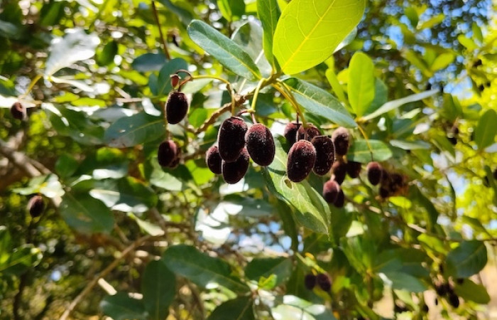 Fig. 29 Planta <i>Sloanea terniflora</i> (Elaeocarpaceae), hospedera de larva <i>Eunica augusta</i> fot. Roster M.