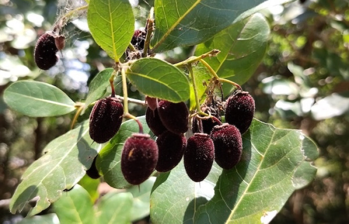 Fig. 30 Planta <i>Sloanea terniflora</i> (Elaeocarpaceae), hospedera de larva <i>Eunica augusta</i> fot. Roster M.