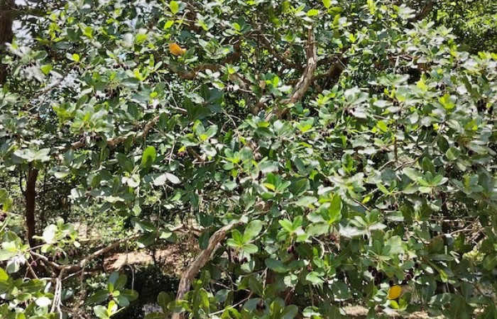 Fig. 31 Planta <i>Sloanea terniflora</i> (Elaeocarpaceae), hospedera de larva <i>Eunica augusta</i> fot. Roster M.