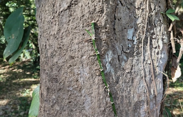 Fig. 32 Corteza de planta <i>Sloanea terniflora</i> (Elaeocarpaceae), hospedera de larva <i>Eunica augusta</i> fot. Roster M.