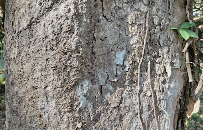 Fig. 33 Corteza de planta <i>Sloanea terniflora</i> (Elaeocarpaceae), hospedera de larva <i>Eunica augusta</i> fot. Roster M.