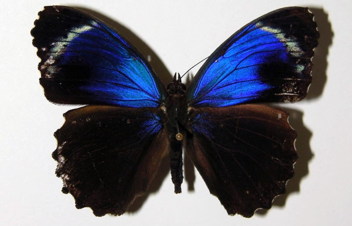 Fig. 3 Adulto <i>Eunica augusta</i> (Nymphalidae), vista dorsal, macho; mide 55mm. Quebrada Vaca Blanca, Sector Santa Rosa, 675m. 94-SRNP-2941-DHJ96726.