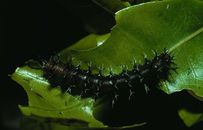 Fig. 5 Larva <i>Eunica augusta</i> (Saturniidae), vista dorsal, Quebrada Guapote, Sector Santa Rosa, 675m. 84-SRNP-2033a-DHJ8743.jpg