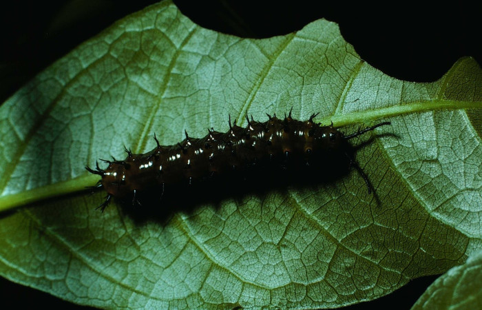 Fig. 6 Larva <i>Eunica augusta</i> (Saturniidae), vista dorsal. Quebrada Guapote, Sector Santa Rosa, 675m. 84-SRNP-945-DHJ7789.jpg