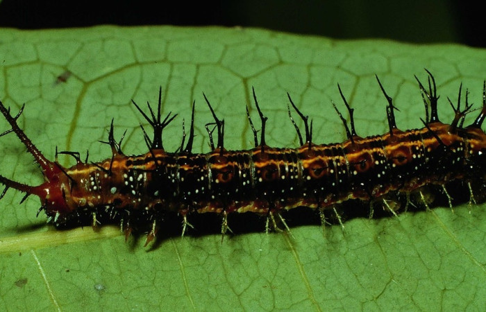 Fig. 7 Larva <i>Eunica caresa</i> (Nymphalidae), vista dorsal, Alacran, Sector Santa Rosa, 675m. 92-SRNP-3215-DHJ15914.jpg