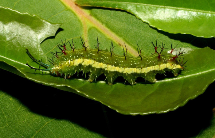 Fig. 8 Larva <i>Eunica caresa</i> (Nymphalidae), vista dorsal, Alacran, Sector Santa Rosa, 675m. 09-SRNP-30729-DHJ461479.jpg