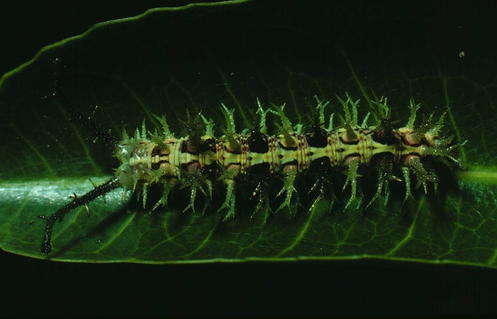 Fig. 9 larva <i>Eunica mygdonia</i> (Nymphalidae), vista dorsal, hembra; mide 56mm. Sendero Cima, Sector Cacao, 1460m. 82-SRNP-274-DHJ3985.jpg 