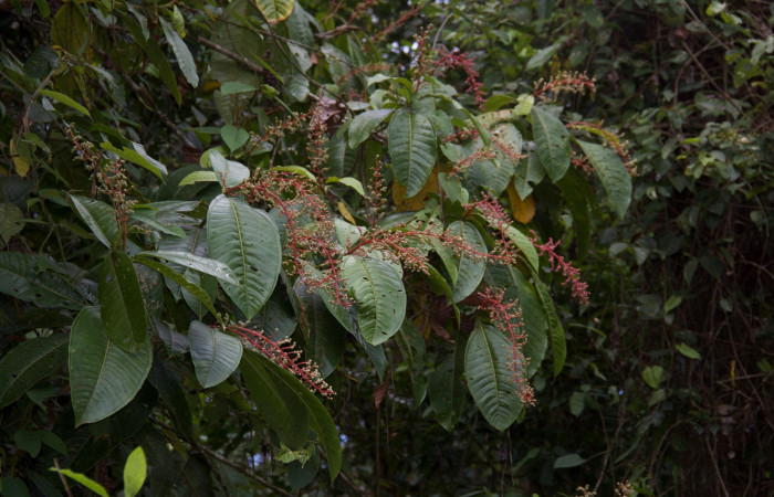 Mostando cantidad de espigas de  <i>Miconia trinervia</i> Estacion Pitilla, marzo 2019