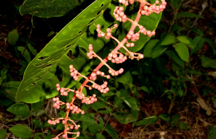Espiga de  <i>Miconia trinervia</i> Estacion Pitilla, marzo 2019