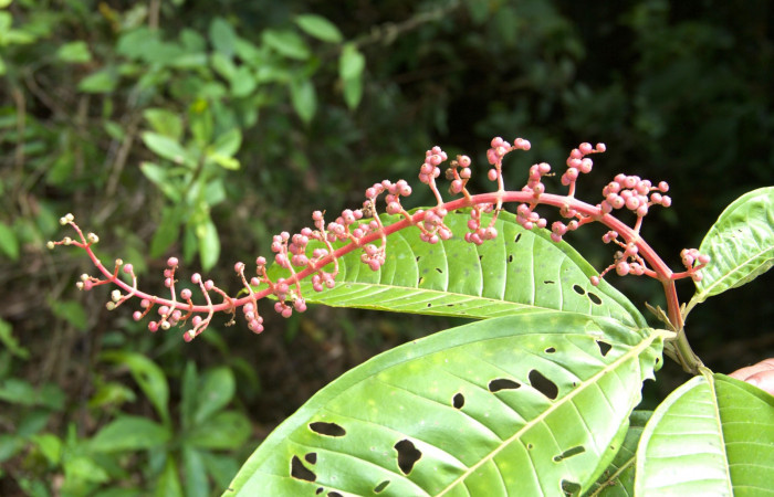 Espeiga lateral de  <i>Miconia trinervia</i> Estacion Pitilla, marzo 2019